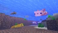 Axolotls in Minecraft (Image via Minecraft)